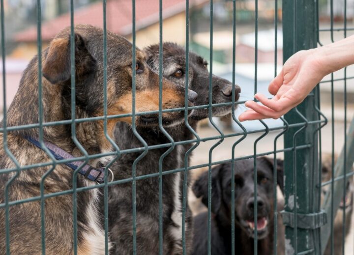 Zaproszenie na spotkanie z czworonogami ze Schroniska "Na Paluchu" w Parku Miejskim im. Książąt Mazowieckich