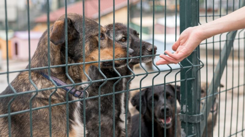 Zaproszenie na spotkanie z czworonogami ze Schroniska "Na Paluchu" w Parku Miejskim im. Książąt Mazowieckich